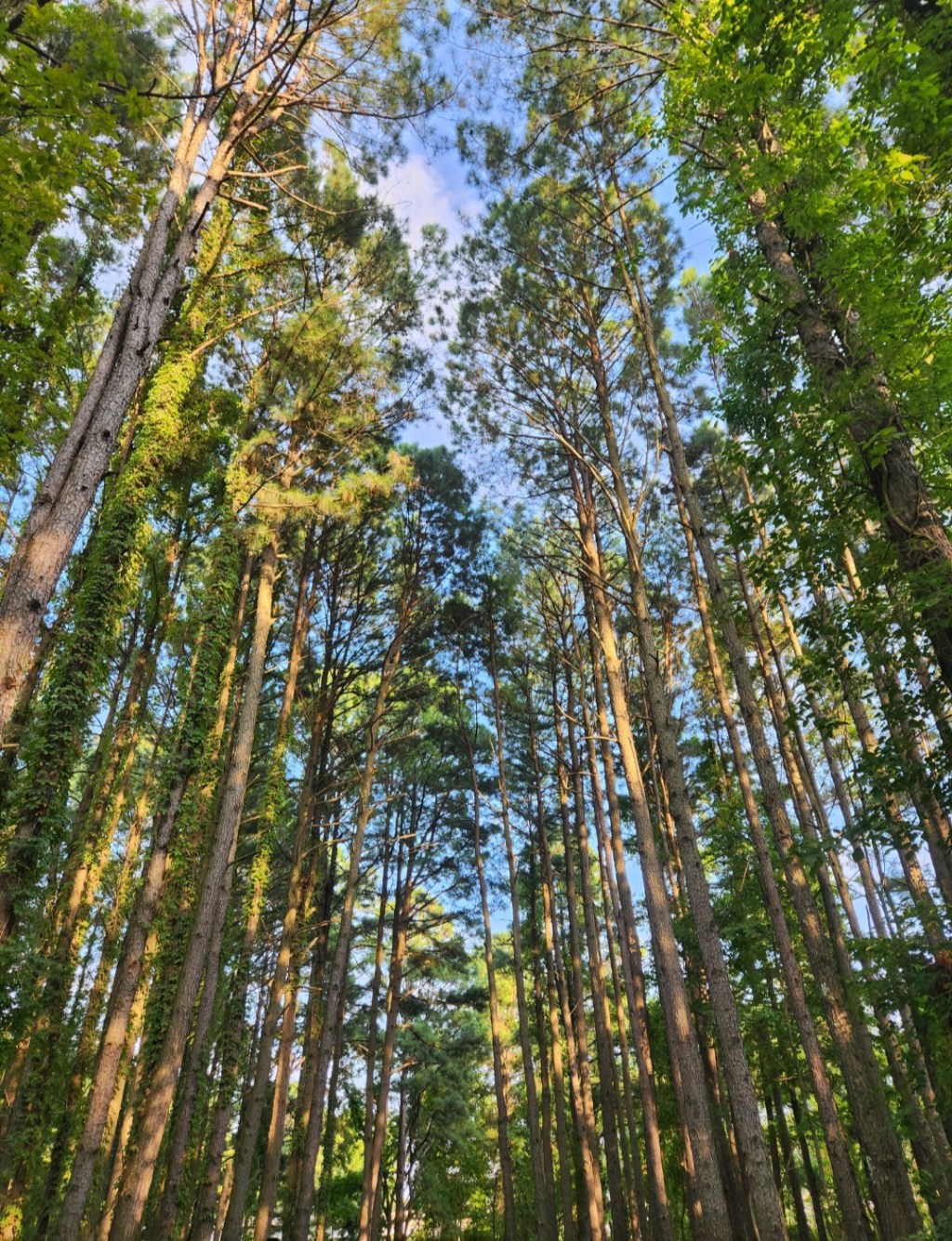 Permission to Question